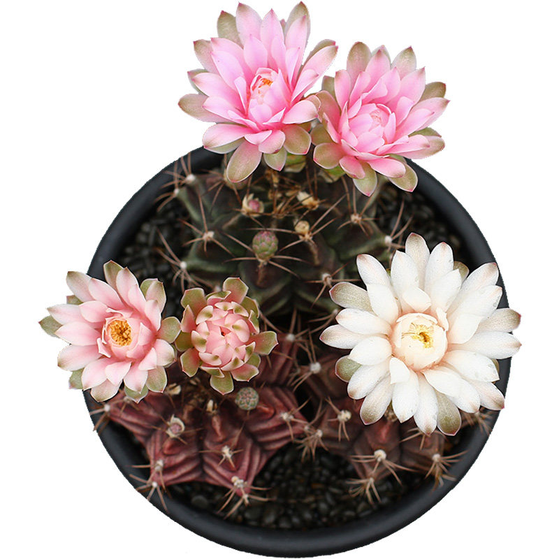 植物员外 瑞云牡丹实生 开花仙人球防辐射多肉植物组合盆栽萌肉肉