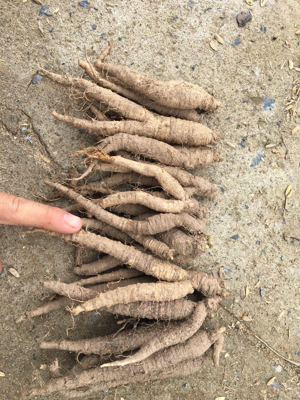 四叶参 山海螺 奶参 羊奶参 苗子 10到20个一斤