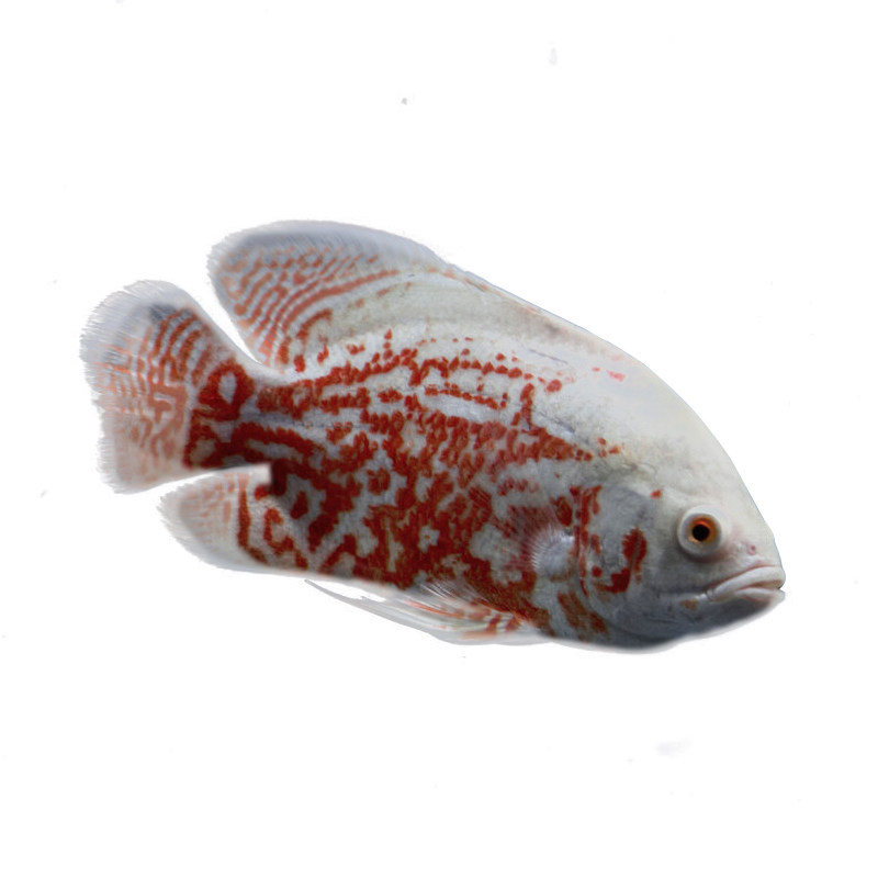 黑地地图白地图鱼猪仔鱼花猪鱼中大型淡水鱼热带鱼