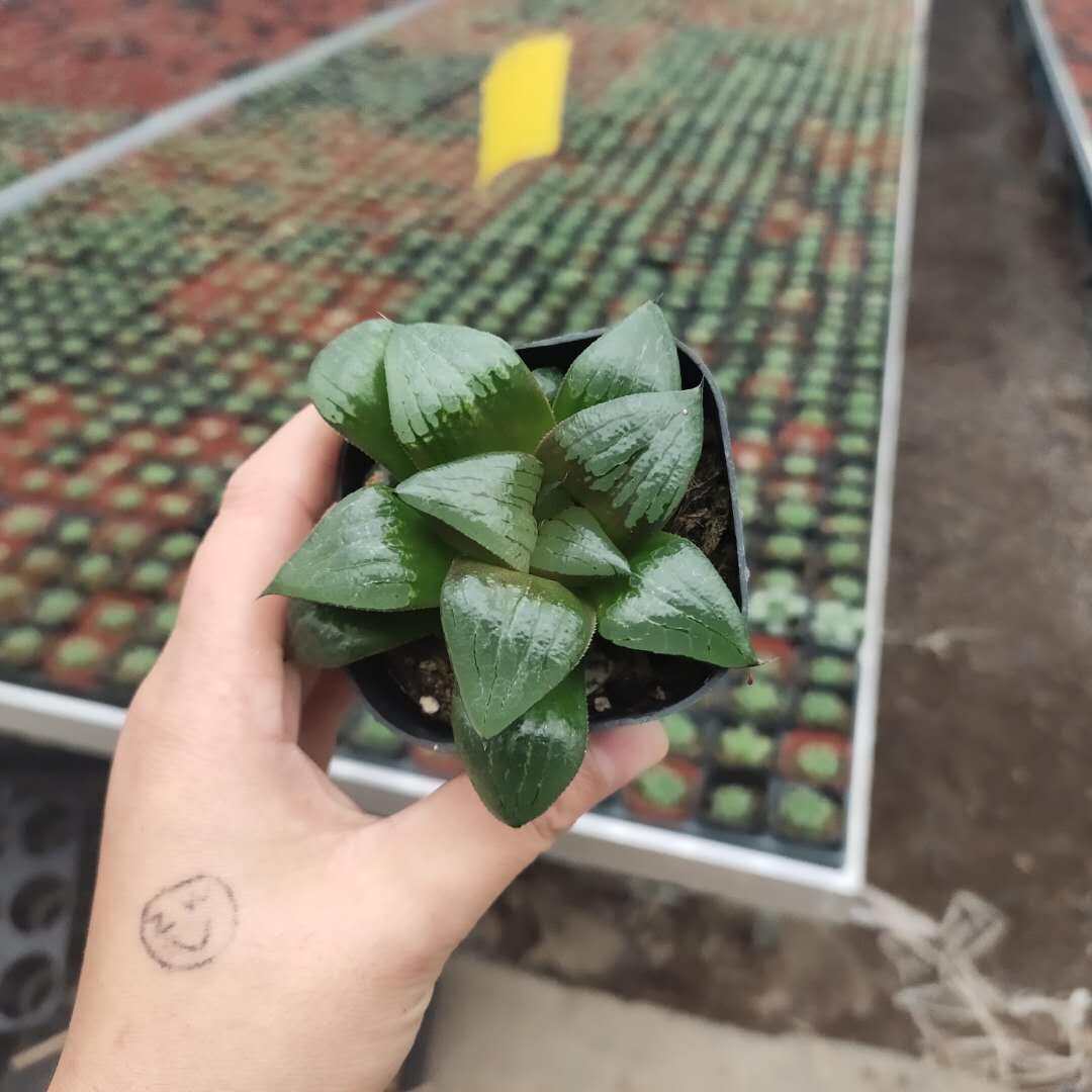 水晶精品阿寒湖日本各种玉露多肉植物绿植盆栽多肉植物