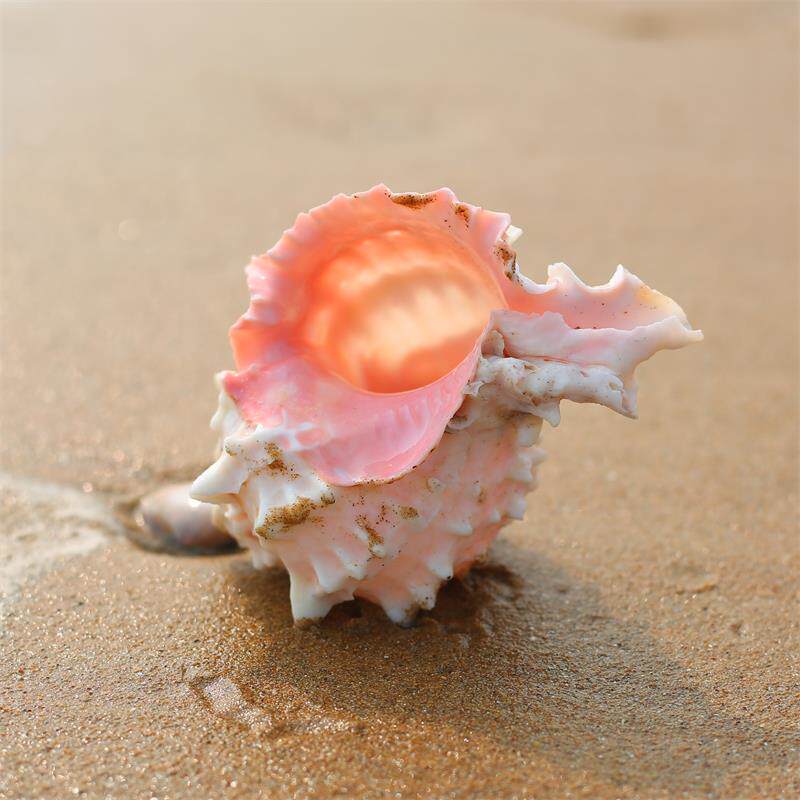 天然海螺贝壳红龙龙骨螺粉红大壳口寄居蟹卷海螺