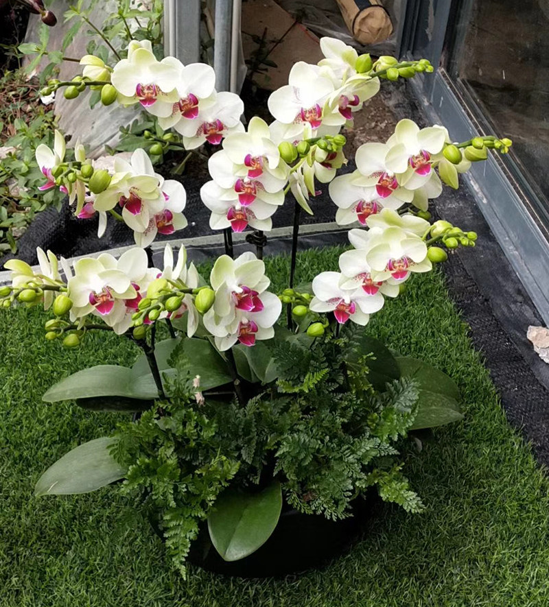 蝴蝶兰盆栽绿熊白花红心高档开业乔迁礼品花卉时令草本花卉