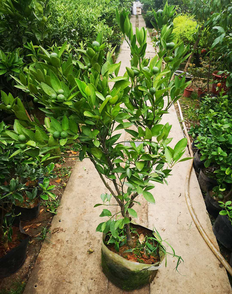 蜜桔黄岩南丰砂糖盆栽带果出售可食阳台户外大型绿植