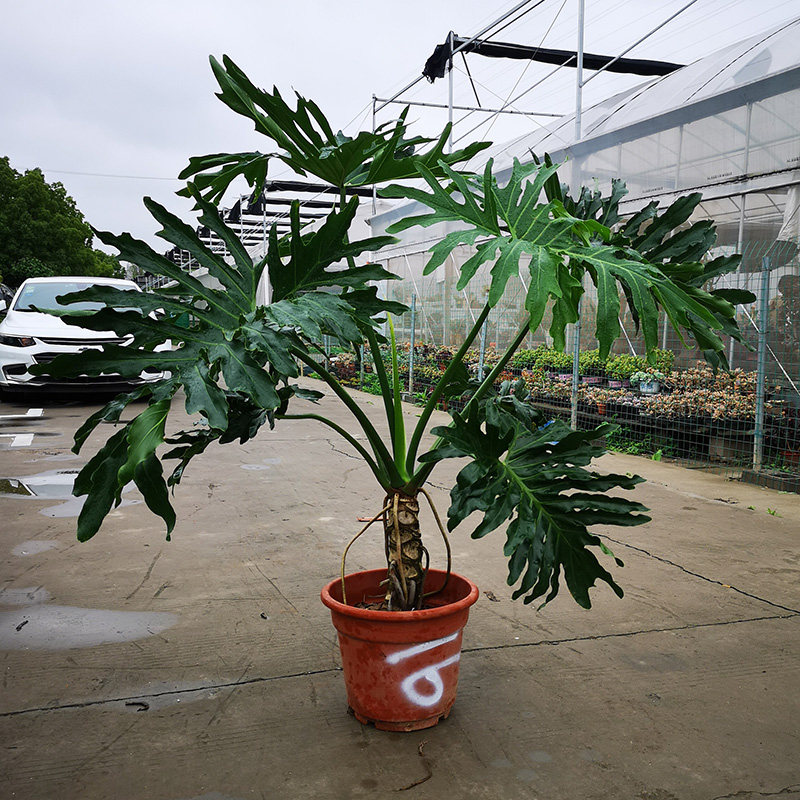 春羽龙鳞柱老桩盆栽春芋喜林大型室内客厅植物大型绿植