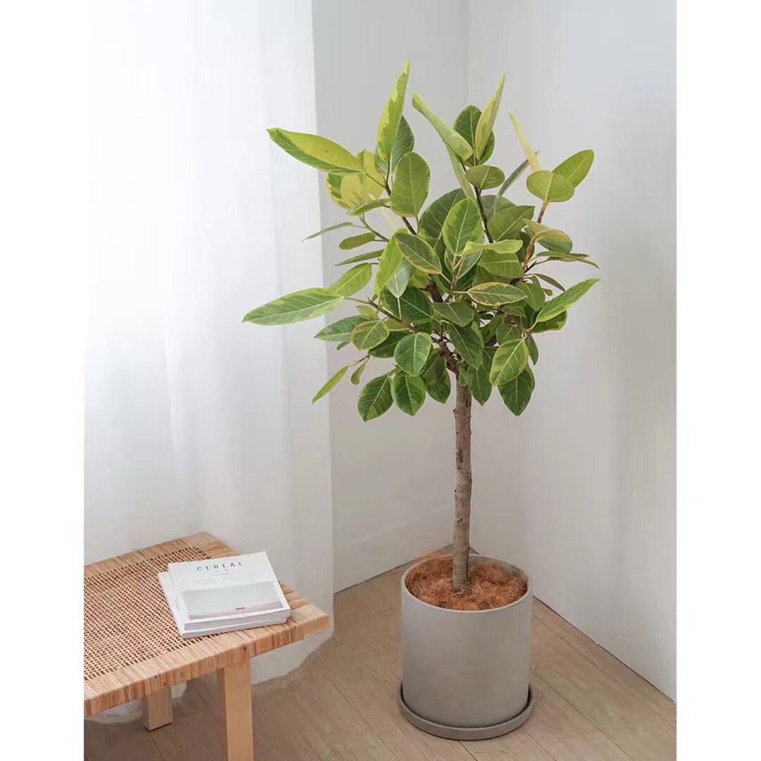 金榕黄金榕阳台客厅室内大型北欧ins树流富贵大型绿植