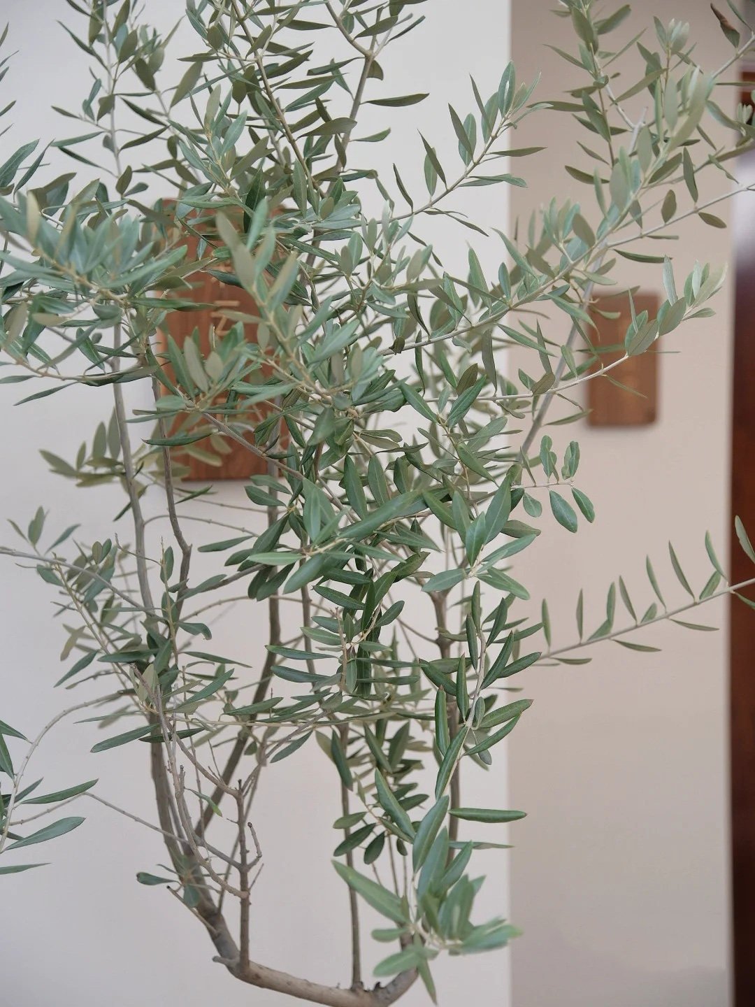橄榄树盆栽油橄榄大型真树网红植物北欧欧风室内大型绿植