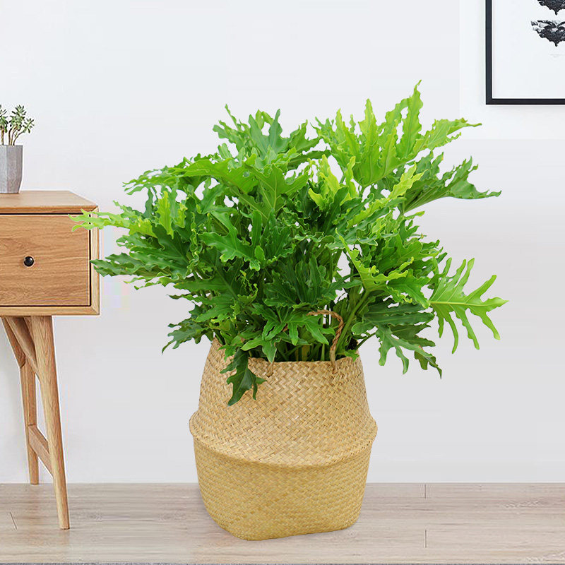 春羽盆栽春雨喜林羽叶植物小天使室内净化空气耐阴大型绿植