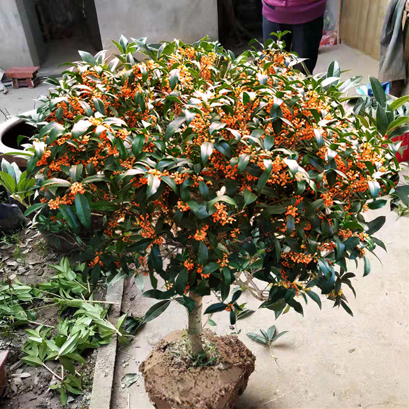 桂花矮桩耐寒卉好花卉室内院地栽金树苗庭院时令草本花卉