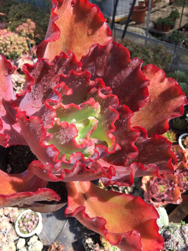 婚纱多肉植物老桩包颜色艳丽丽包三仙之首送人多肉植物