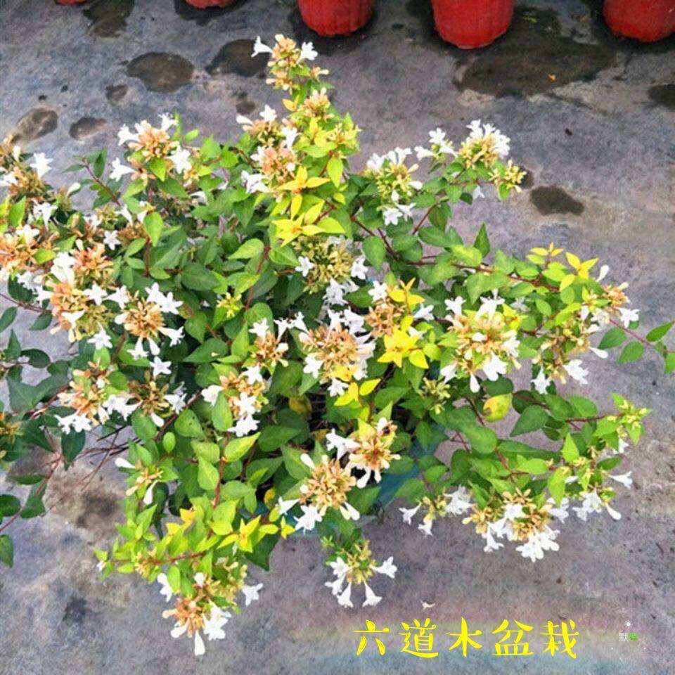 六道木盆栽大花金叶常绿灌木室外阳台耐寒观花观花卉