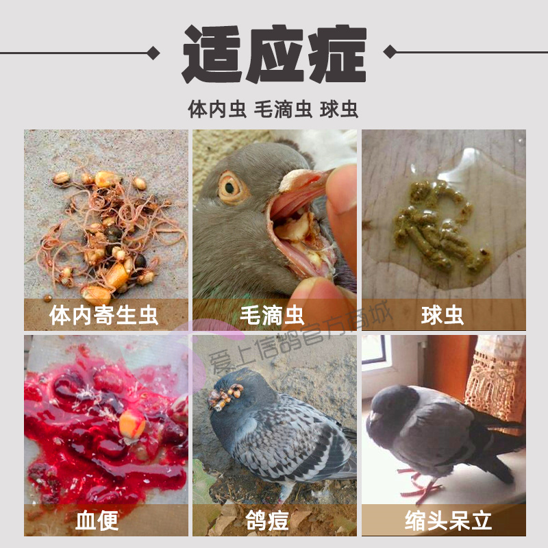 鸽子体内寄生虫图片图片