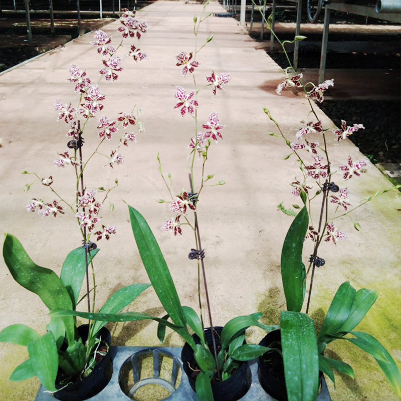 文心兰 甜红豆 花卉盆栽花卉植物室内花绿植兰花盆栽兰花苗带花苞