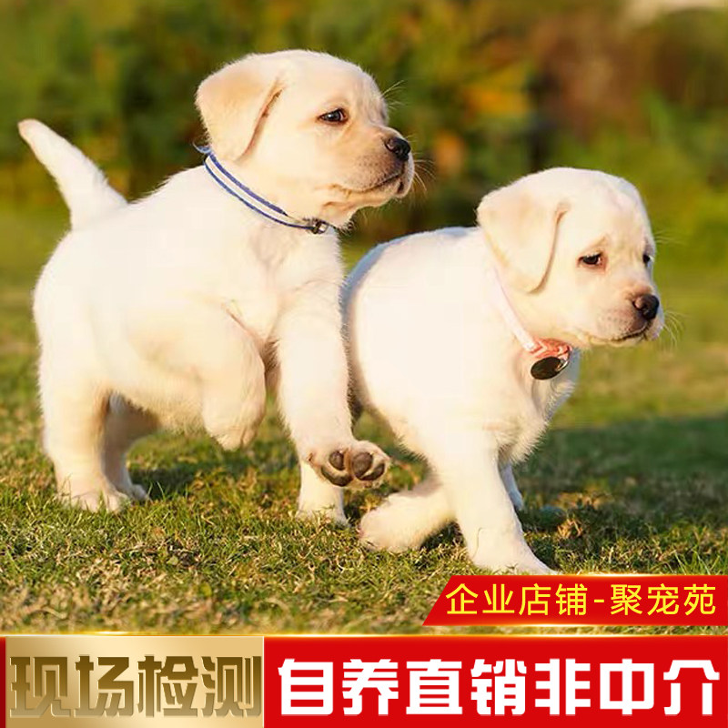 纯种拉布拉多犬幼犬导盲犬活体宠物狗家养幼崽聪明好训练拉不拉多
