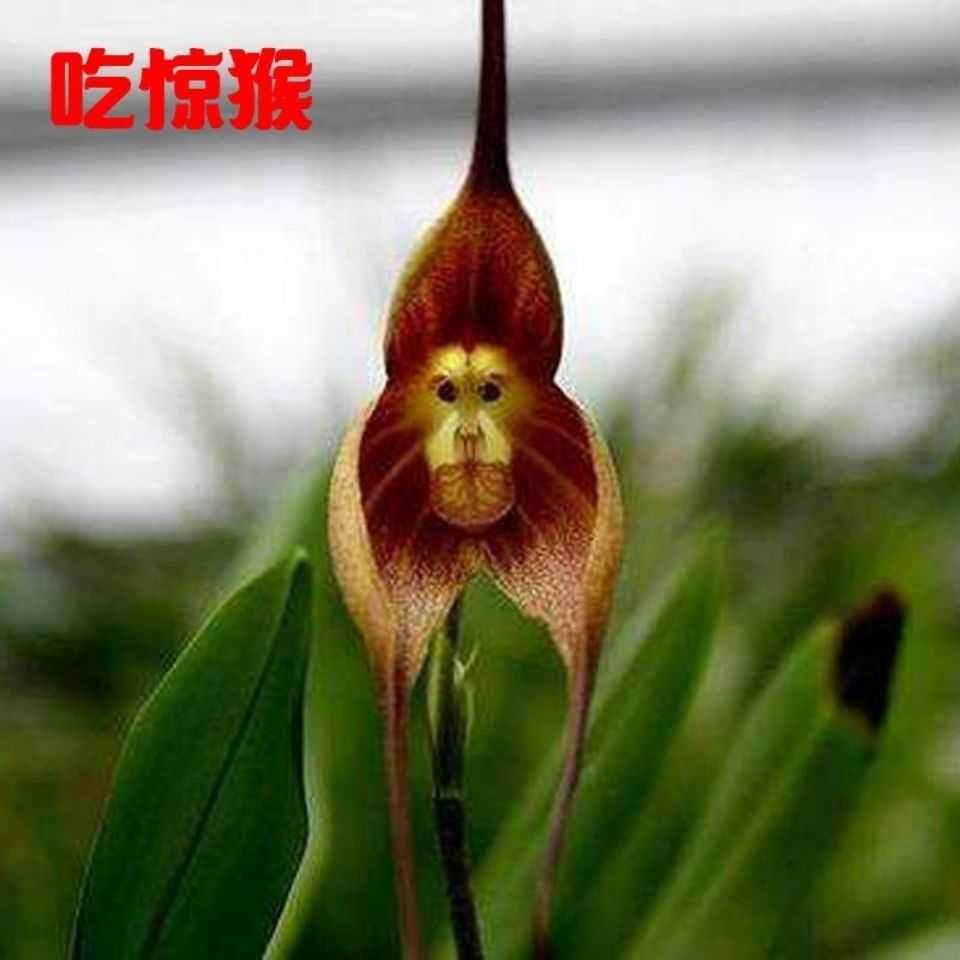 开花超香鸭子猴脸兰花室内盆栽绿植花卉