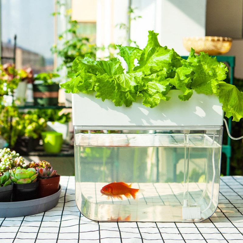 花沐沐鱼生态鱼缸鱼菜共生小型水箱阳台养鱼花盆