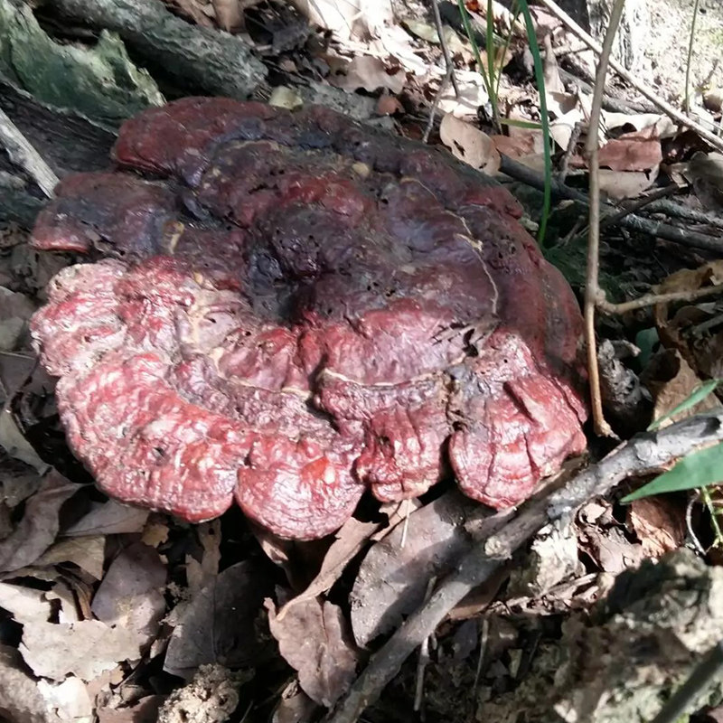 灵芝神农架野生草泡酒用大小赤灵神农百草1斤整枝灵芝