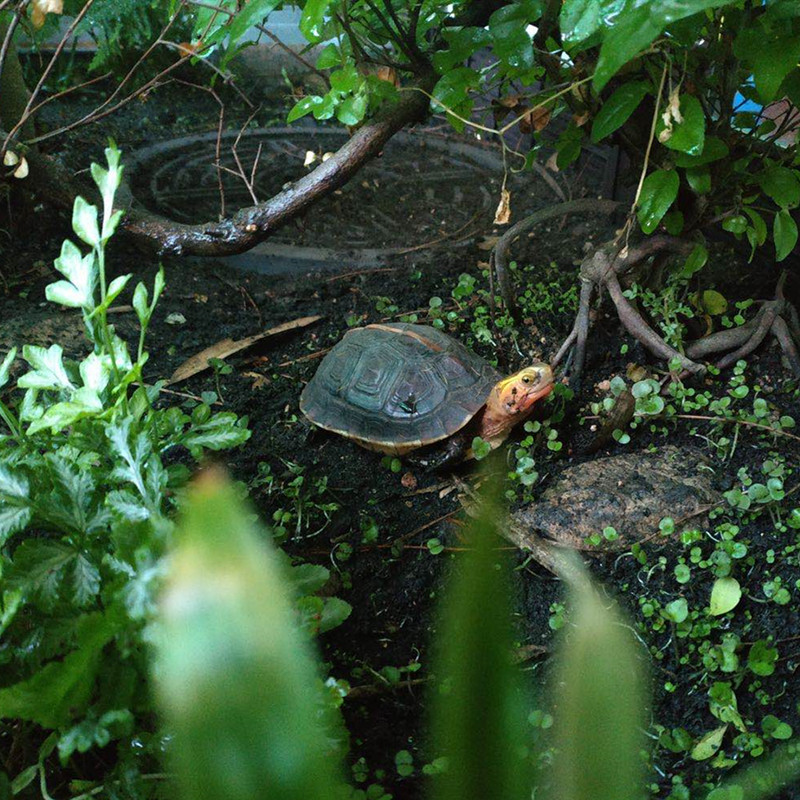 缘友之家 黄缘闭壳龟造景器材周边用品 黄缘半水龟环境打造  瓦当