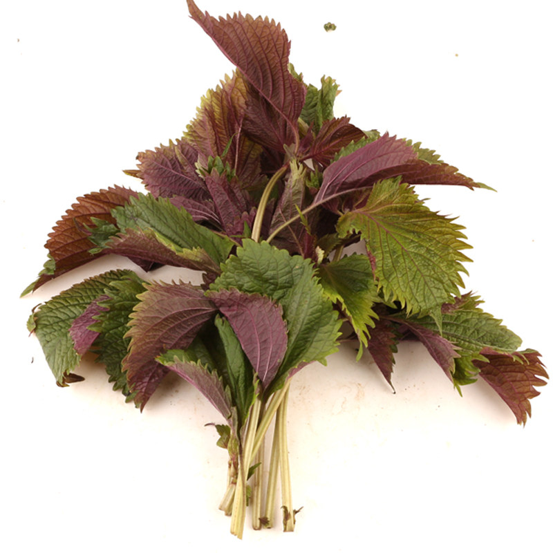 新鲜紫苏叶农家紫苏叶新鲜干紫苏梗去腥烧鱼虾蟹香料紫苏苗 250g