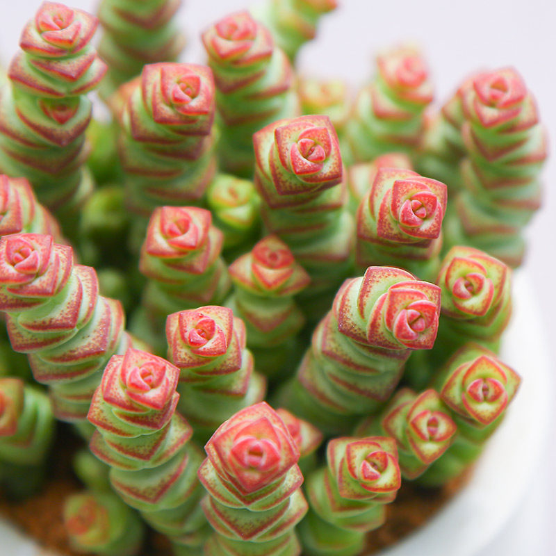 钱串伪群多植物组合盆栽室内花卉易养云南绿植多肉植物