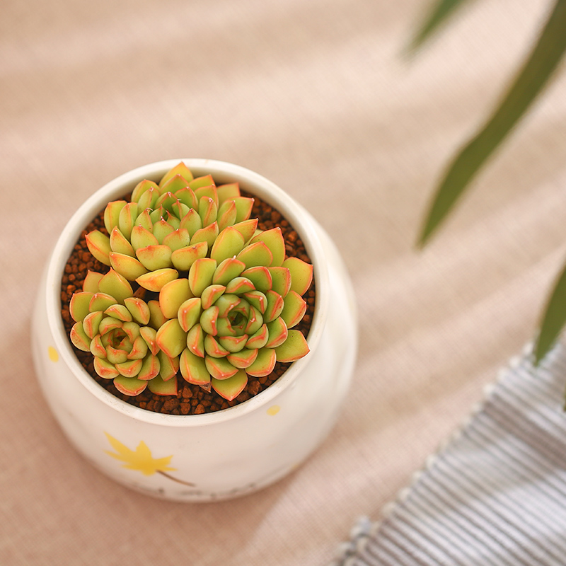 多肉植物mumuhome梦幻天使群生组合盆栽多肉植物