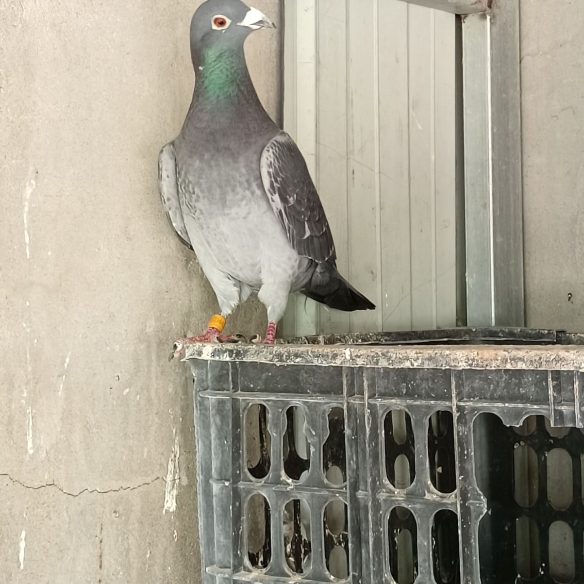 吴淞李鸟幼鸽种鸽瓦灰雨点纯黑纯白大鼻子信鸽鸟