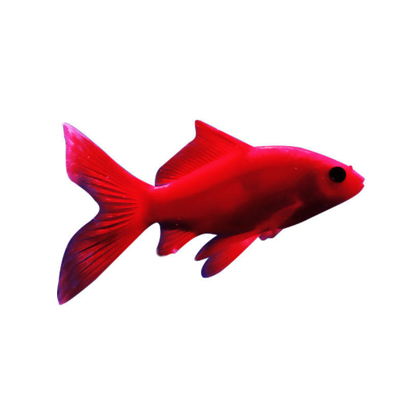 冷水鹦鹉小金小金鱼鱼苗红草金冷冷水鱼好养耐活鱼