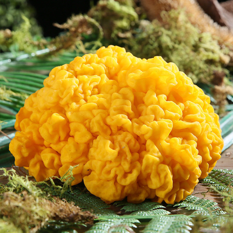 云南野生金耳菌500g特产黄耳脑耳正宗黄木耳食蘑菇包邮食用农产品