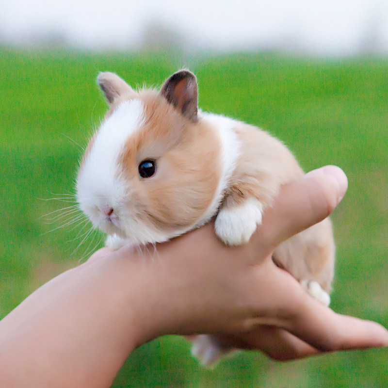 活体纯种侏儒不大宠物兔风眼海棠西施茶杯迷你兔