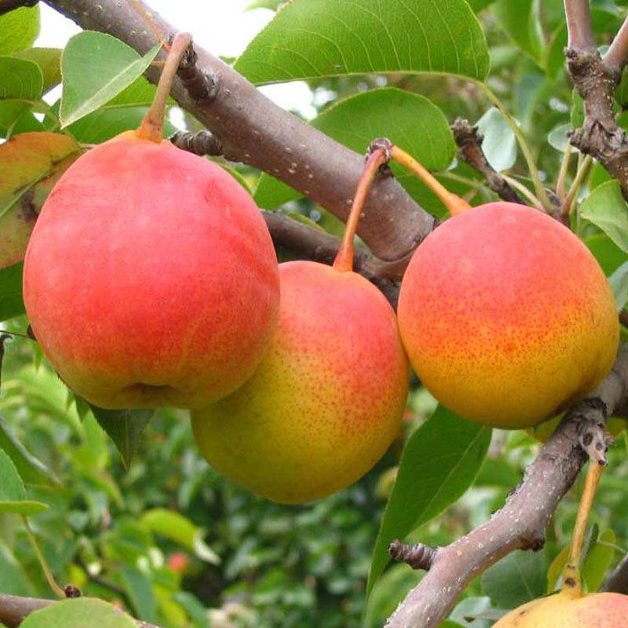 云南南红7月火把新鲜孕妇水果梨子高原小红梨