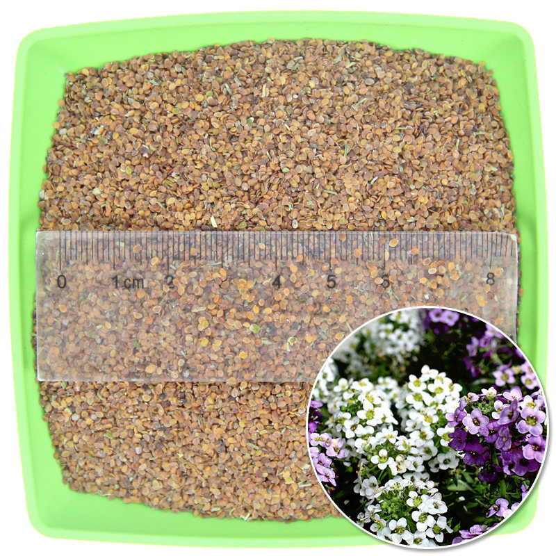 香雪球花种种子室外庭院多年生耐寒花卉花籽地被家庭园艺种子