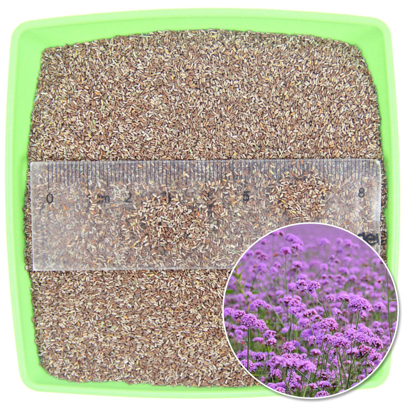 柳叶马鞭草种种子春秋播种多年生耐寒花籽婚纱摄影家庭园艺种子