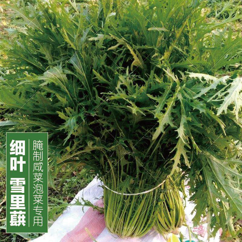 种子大叶雪里蕻秋播蔬菜家庭菜园腌制咸菜菜花家庭园艺种子