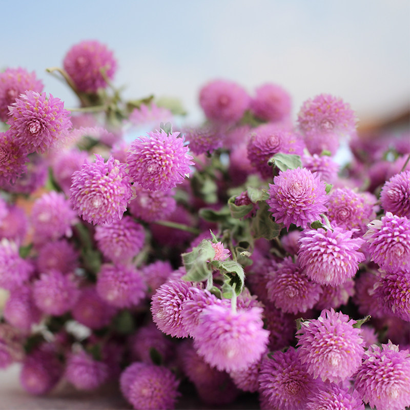 千日红云南斗南干花花束客厅装饰软装小清新插花干花