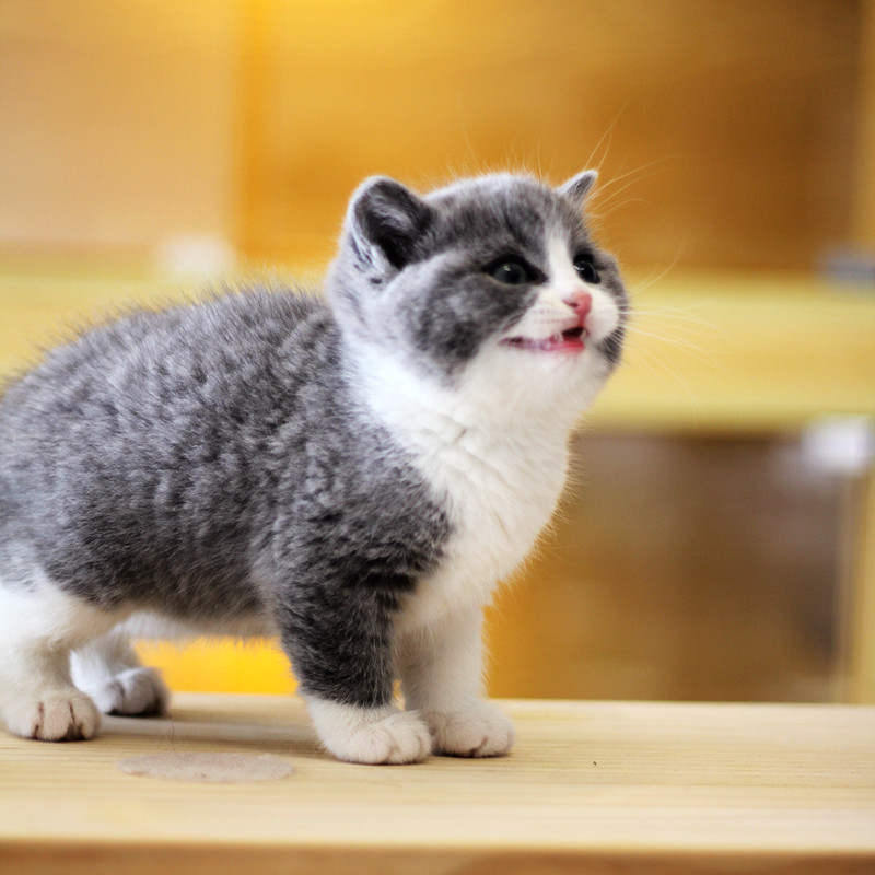 没事你就撸猫纯种英国短毛猫银渐层蓝白家养猫咪