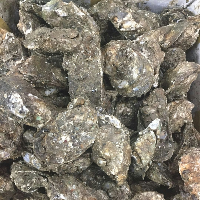 成都大连鲜活生蚝泥蚝1斤约3只火锅刺身水产生蚝