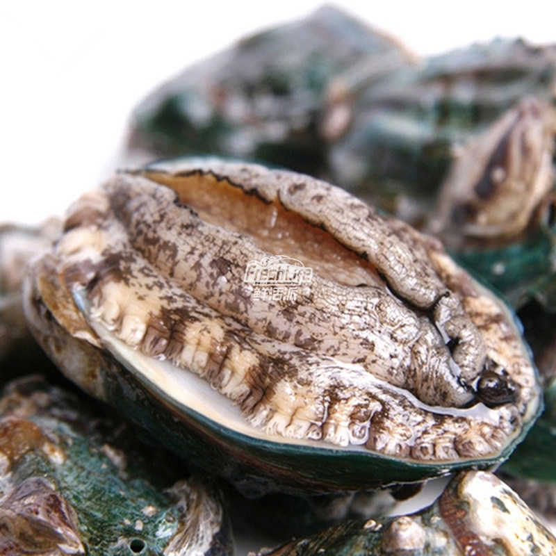 成都单只海鲜九孔鲍贝天然特级鲍鱼大连鲜活鲍鱼