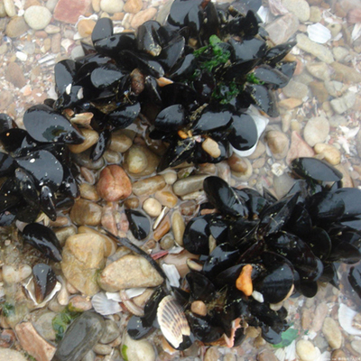 成都店 大连鲜活青口500g约13只野生淡菜海虹海中鸡蛋贻贝