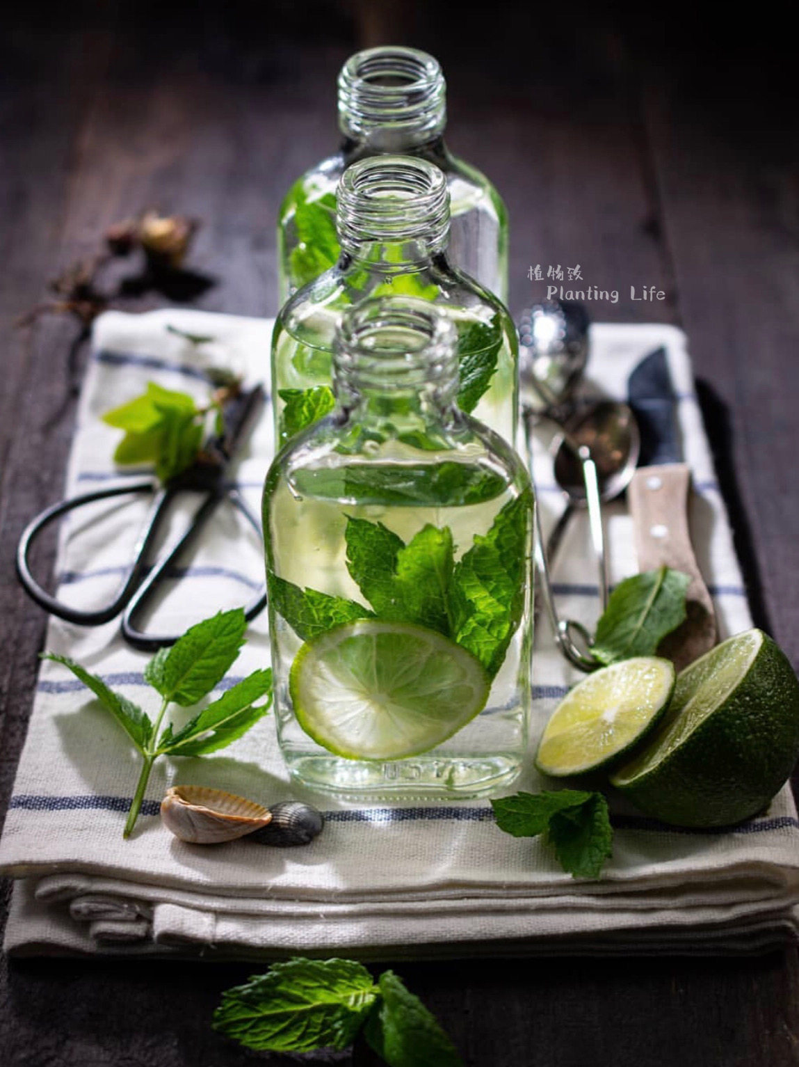 植物薄荷盆栽mint著名食用香草饮品食材多品时令草本花卉