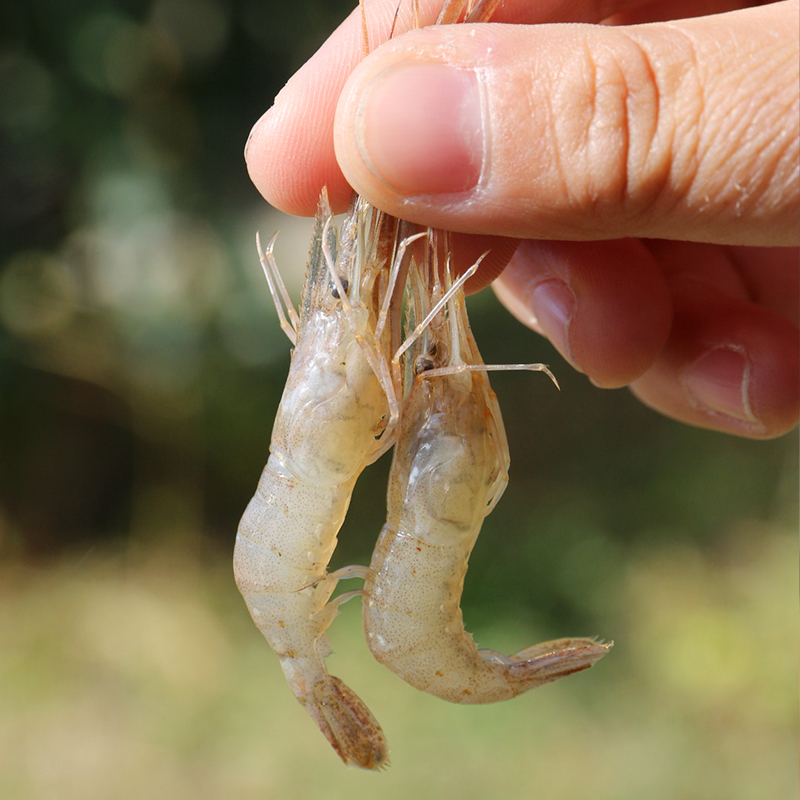 密云河虾新鲜捕捞小虾米紧实嫩滑冷冻发货500g冻虾