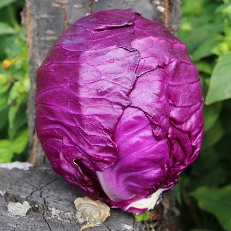 密云 农家种植 紫甘蓝 新鲜蔬菜 包菜 富含花青素 圆白菜 750g 密农
