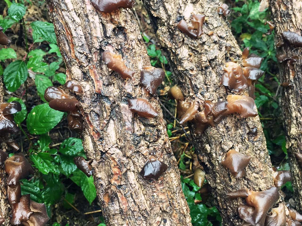 椴树黑木耳野生甘肃康县特产农家自产散装秋季黑木耳