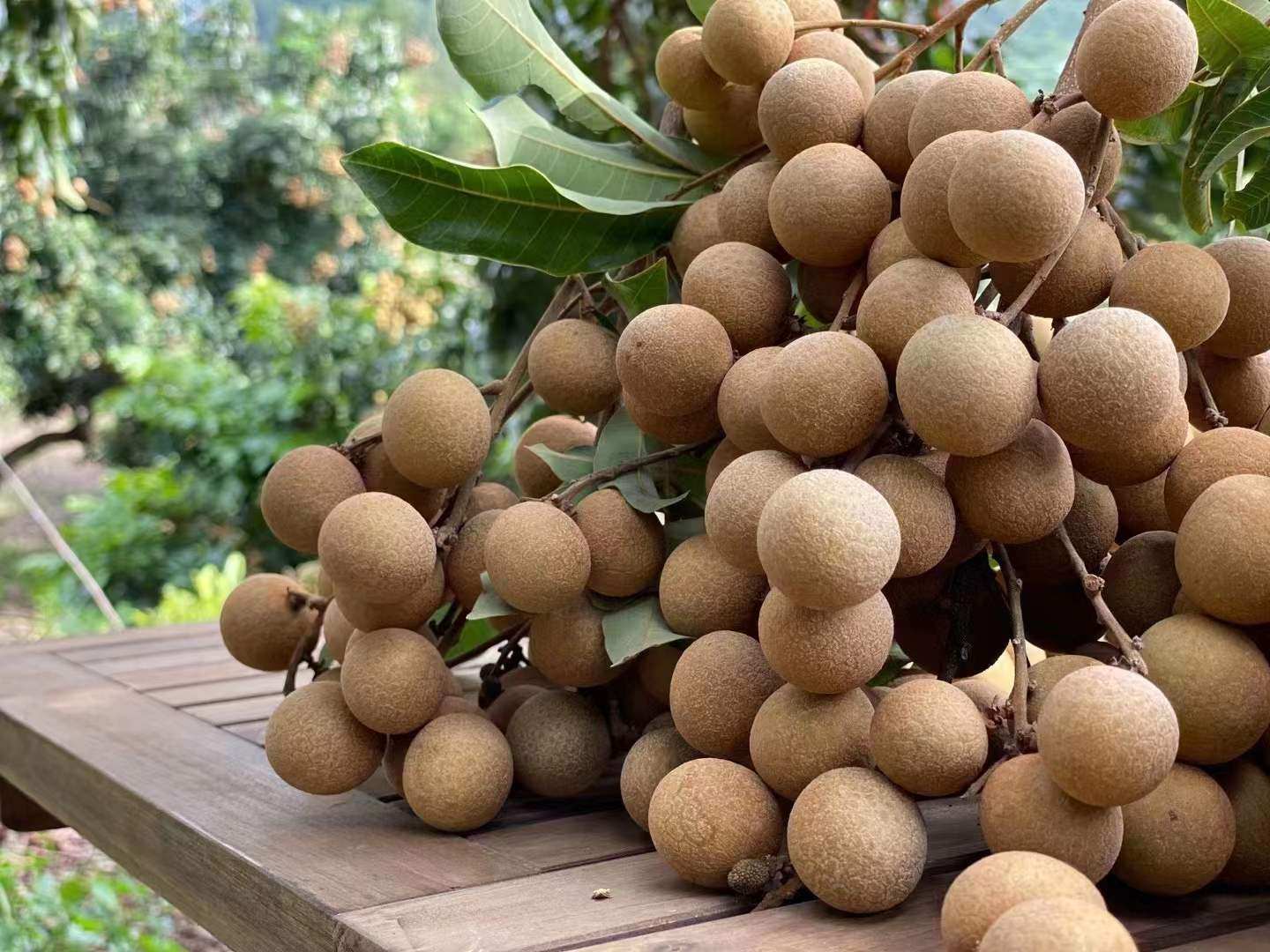 海南三亚高山老树龙眼5斤装鲜鲜采摘发货果园龙眼