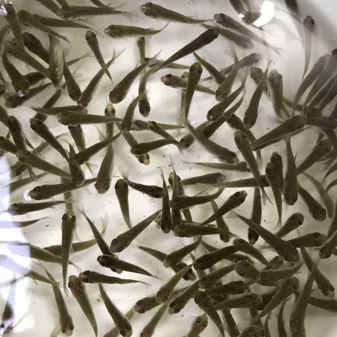鱼苗草鱼食用红鲤花鲢白鲢鲫鱼淡水养殖活体鱼