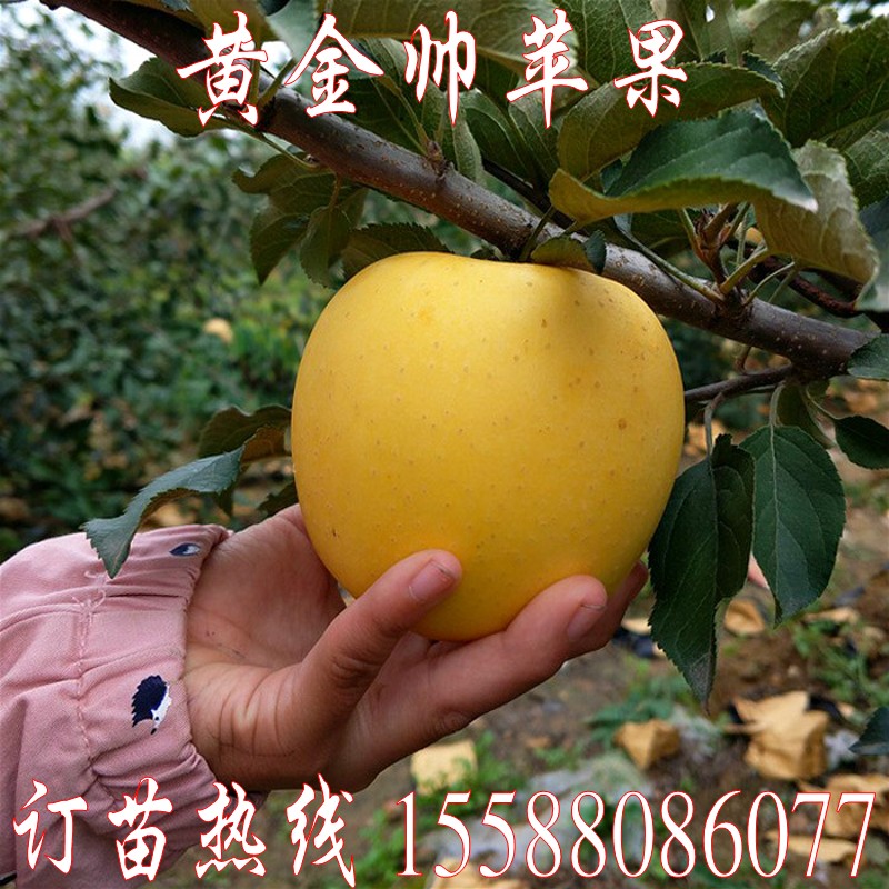 苹果树苹果金冠黄香蕉盆栽结果当年香蕉果苗元帅果树