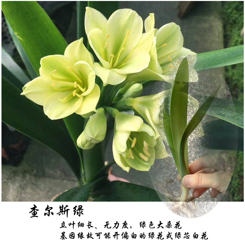 japan绿花君子兰平尾日本进口查尔斯名贵花卉细长花卉
