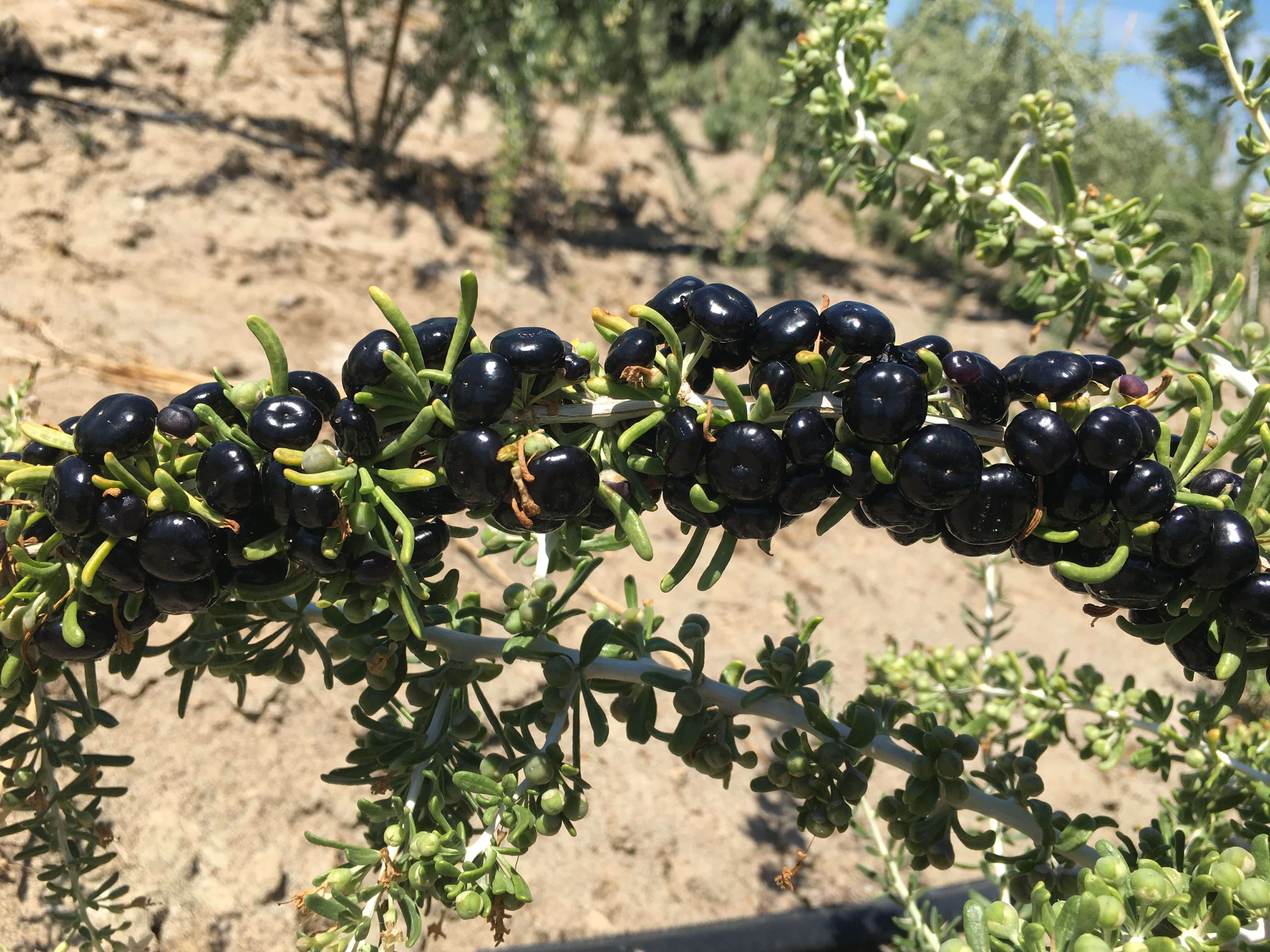 枸杞食用青海野生克中果免洗男宁夏头茬免洗枸杞