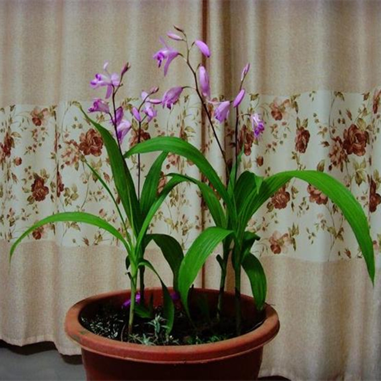 野生中药材苗 花卉绿植盆栽植物白芨苗 紫花三叉大花白芨种苗包活