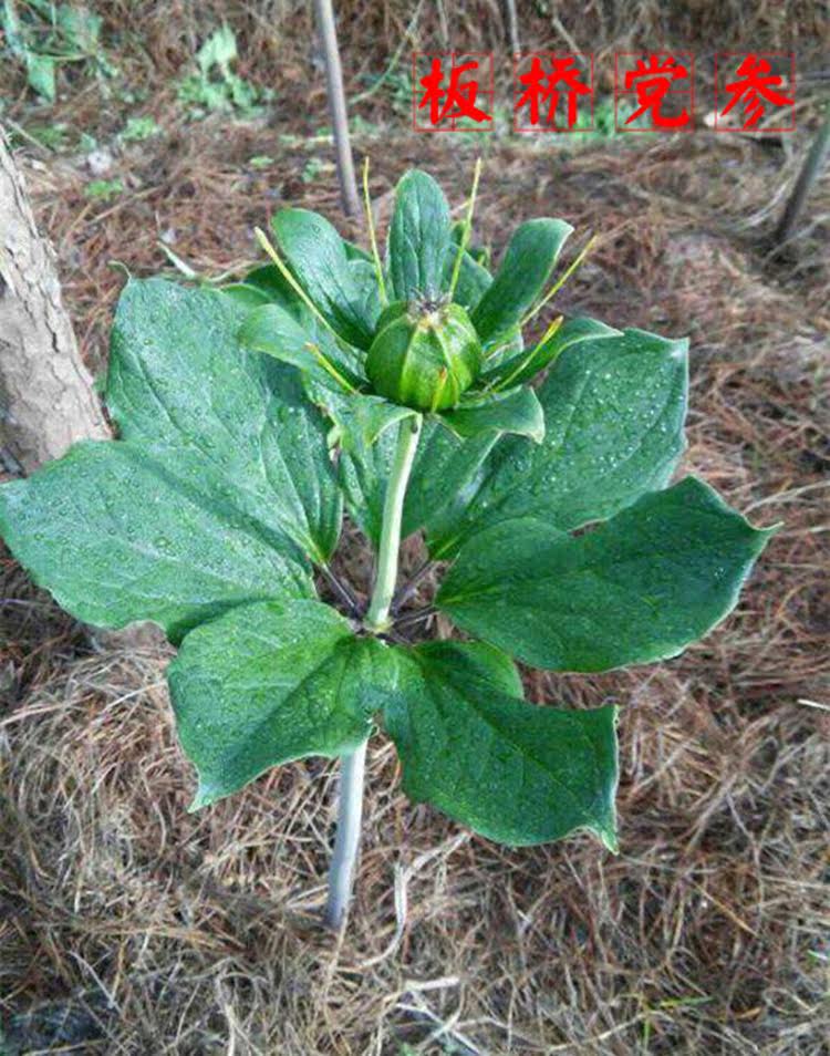 野生花卉苗七叶一枝花重楼苗灯台七阳台庭院盆栽地栽七叶莲