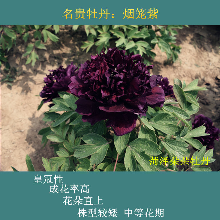 牡丹烟笼泼墨初乌冠世墨玉夫人乌金耀辉皇嘉门时令草本花卉