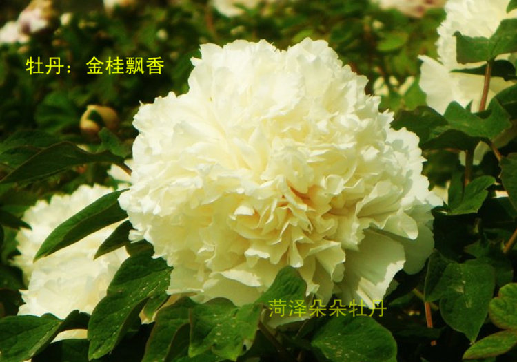 金桂飘香牡丹花苗皇冠型菏泽洛阳牡丹朵朵牡丹花卉阳台盆栽花